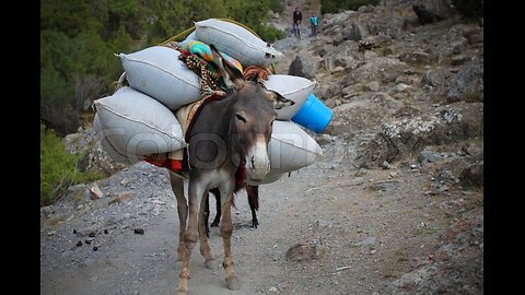 Não seja um burro de carga... Não faça papel de idiota!