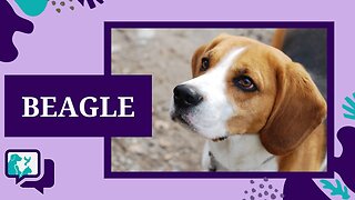 BEAGLE: TUDO SOBRE A RAÇA