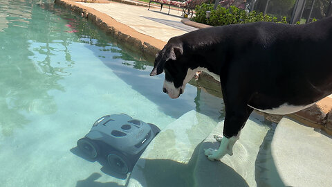 Great Dane Checks Out Underwater Views Of Aiper Seagull Pool Cleaner