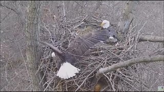 Hays Eagles Dad aggressively climbs after Squirrel under the nest Part 1 21622 1501