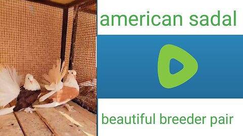 American sadal breeder pair