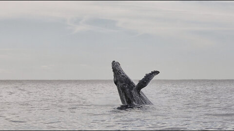 Ep 31 | Cabo bound | Sea LIONS WHALES and FISH oh my!