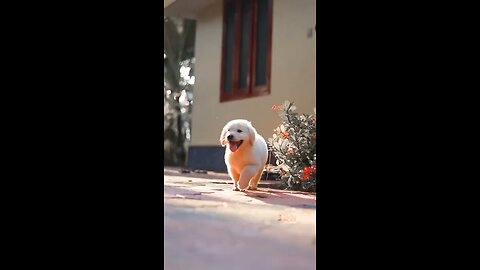 cute baby dog🐕🐕🐕🐕