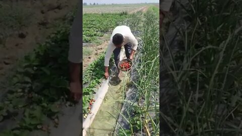 Respect | Hard working young boy | Very hot day #shorts