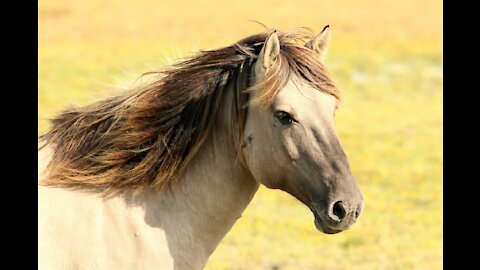 Boum de Ghazal, Arabian Thoroughbred stallion
