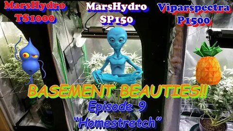 Basement Beauties! Ep.9 #MarsHydro #Viparspectra 👽 #NorthGenetics 🍍 #SouthbayGenetics 👀💃🏼💃🏾💃day56