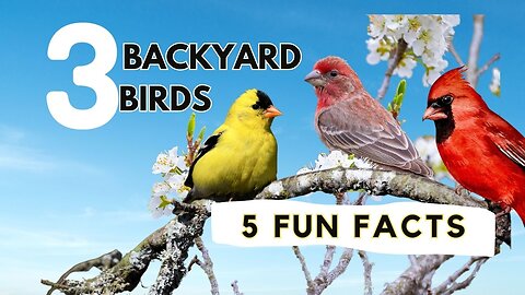 15 Fascinating Facts About 3 Common Backyard Birds