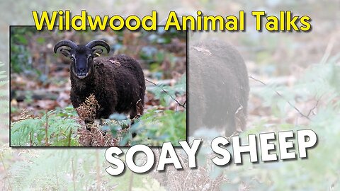 Wildwood Soay Sheep Talk