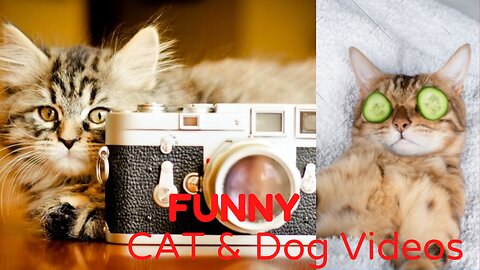 Funny Cat & Dog Videos 2021