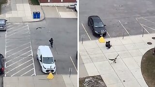 Campus Duck Goes On Hilarious Rampage In Parking Lot