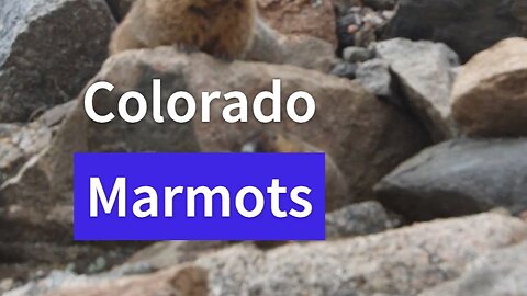 Marmots of Colorado