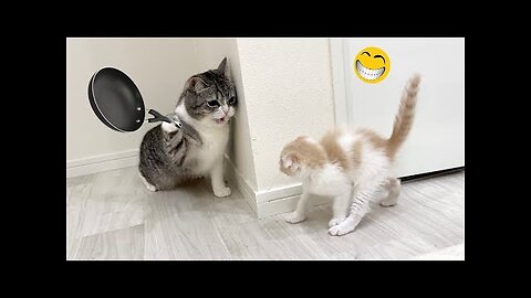 Cats Funny Videos Compilation 2023🤣