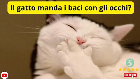 Il gatto manda i baci con gli occhi?