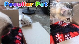 Peculiar Pet (By Unboxing The Bizarre) Christmas December 2023!😻