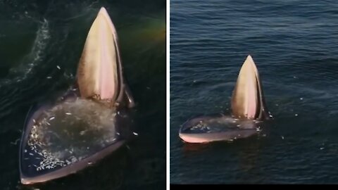 An Eden's whale trap feeding in the Gulf of Thailand. ...