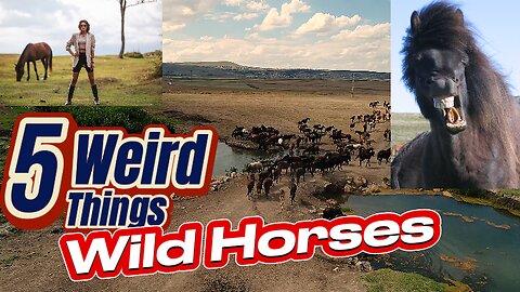 5 Weird Things - Wild Horses