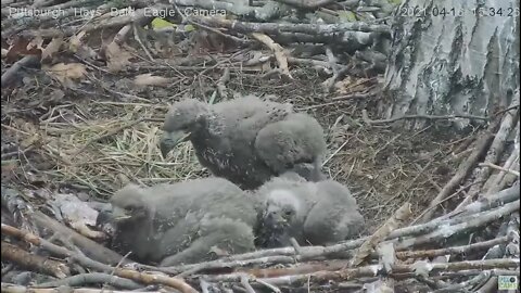 Hays Eaglet H14 "Who has their face in the Pantry"? 2021 04 16 15:34