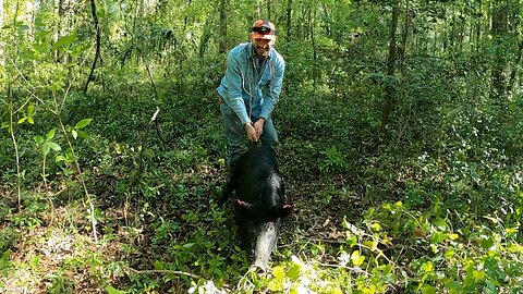 Using Dogs to hunt WILD HOGS!