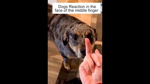 Dog’s Reaction In The Face Of The Middle Finger 😂 So Funny