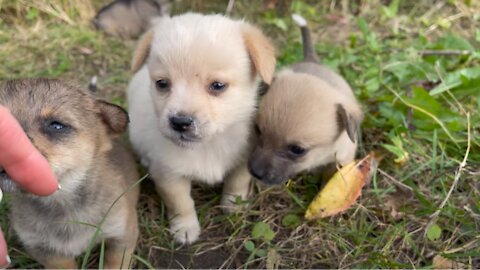 Abandoned Puppies after meeting with us got a new home!