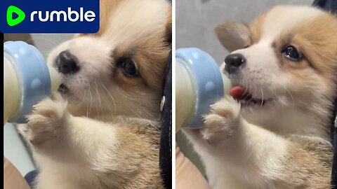 Funny video 😂😂🤣//Cute Dog Drinking Milk - A Heartwarming Moment