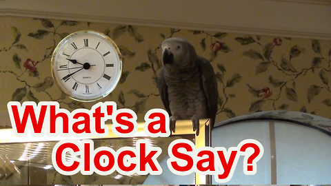 Einstein the Parrot tells you what a clock says