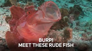 These are the rudest animals of the sea