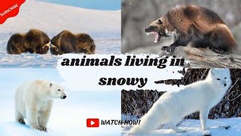 How wild animals survive in Snow World__Polar Bear_ Wolverine_Arctic fox-Full Hindi Documentary