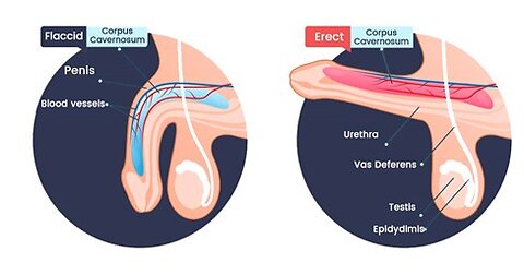 Solve erection dysfunction problem