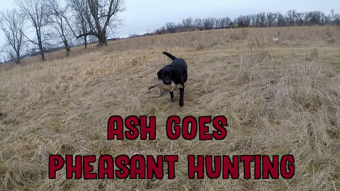Ash Goes Pheasant Hunting
