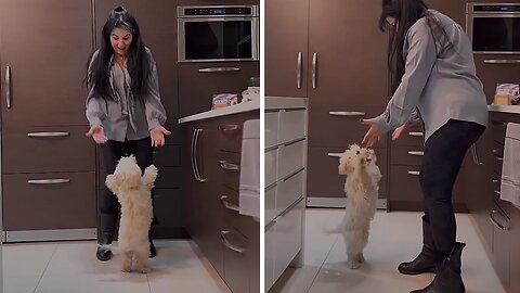 Dancing dog will definitely brighten your day