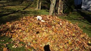 Labrador Retriever Loves Leaf Piles