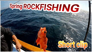 (29) 04/29/2016 - Spring rock fishing aboard the New Seaforth "Short Clip"