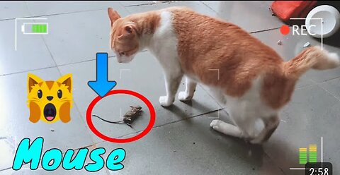 Orange cat picked mouse funny video 😂😂