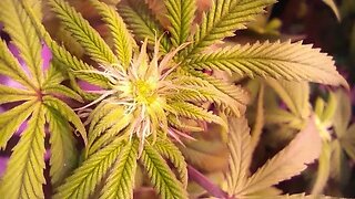 Cannabis Bloom Week 3 Day 3