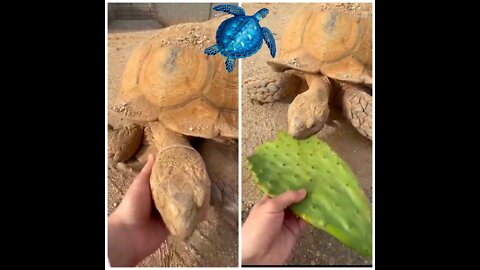How turtle eats a 🌵 Cactus🌵😱🤯?
