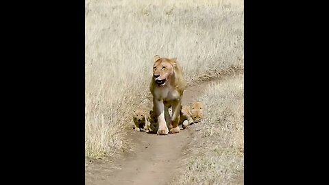 Cute lion cub walks outdoors for the first time