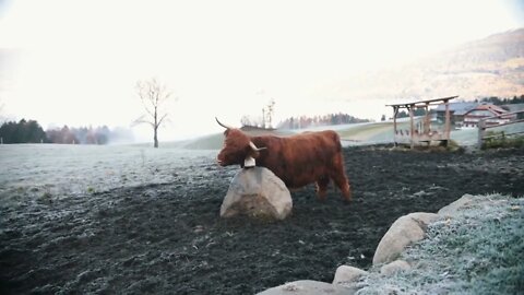 Dolomites Fluffy bison grazing on the snow field scratching himself