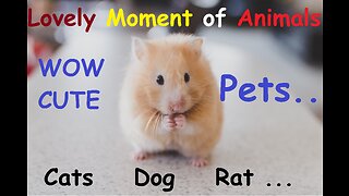 Cutest baby animals Videos Compilation Cute moment of the Animals Cutest Animals #1