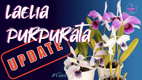 Laelia purpurata CARE UPDATE | 3 Laelia purpuratas in glorious bloom 😍 #carecollab #ninjaorchids