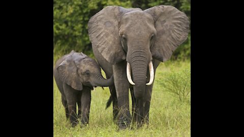 Baby elephant and mom
