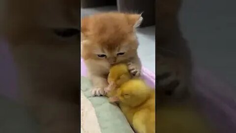 The Kitten Is Deeply In Love With The Duckling!