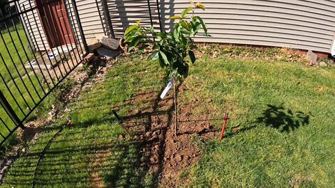 i Bought A Cerry TREE FROM AMAZON: Dwarf Bing Cherry - 4-5 ft.