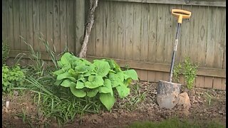 Dividing Hosta to Create More Plants