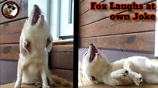 Little Fox Laughs at his Own Jokes