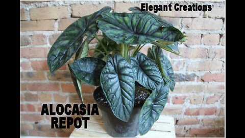 Plant Therapy-Repotting some Alocasia Dragon scales.