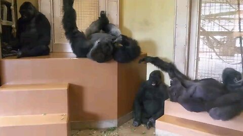 Gorilla Big Fight! Silverback Is Angry Toward His Son | The Shabani Group