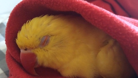 Snoring parrot makes cutest sounds ever