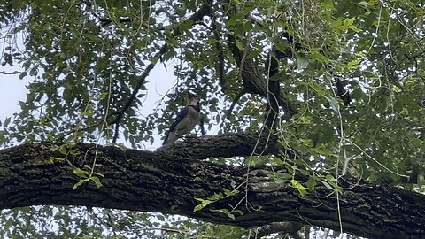 Juvenile Blue Jay