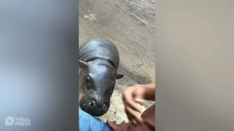 Tactical Amphibious Assault Cow Attempts to Eat Human